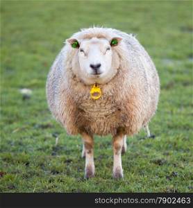 adult woolly sheep stands in green meadow and looks at us