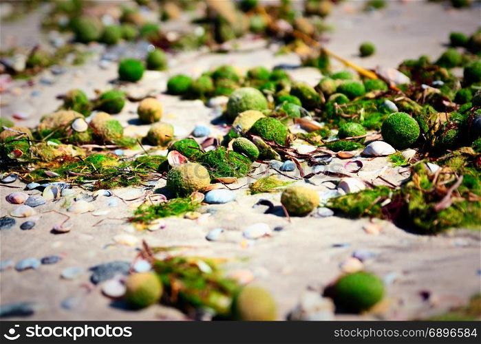 Aegagropila linnaei a kind of green algae from the cladophoraceae family on the sandy Black Sea beach, Ukraine