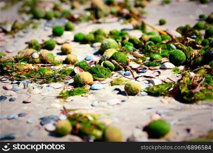 Aegagropila linnaei a kind of green algae from the cladophoraceae family on the sandy Black Sea beach, Ukraine