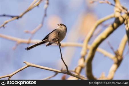 aegithalos caudatus,long-tailed tit on the branch of a tree