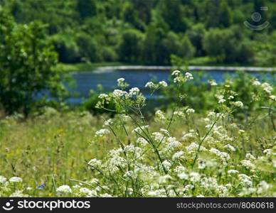 Aegopodium podagraria .Russian summer meadow.Arkhangelsk region, Russia
