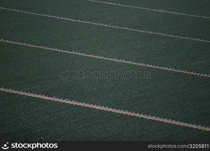 Aerial, broccoli field