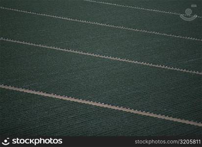 Aerial, broccoli field