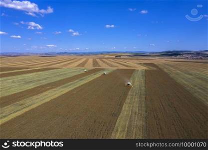 Aerial drone view  combine harvesters working in wheat field.  Agriculture theme, harvesting season