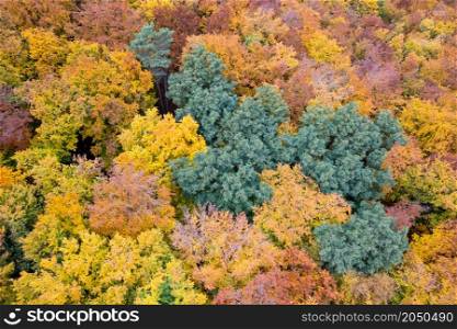 Aerial drone view of beautiful forest landscape with colorful fall leaves on trees. Seamless pattern of seasonal nature.. Aerial drone view of autumn forest landscape