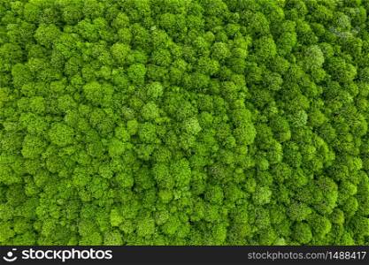 Aerial drone view of deciduous forest in summer