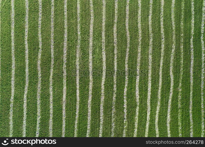 Aerial drone view of striped green farm field