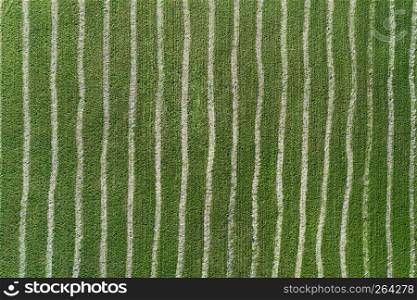 Aerial drone view of striped green farm field