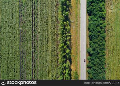 Aerial drone view of stripped sunflower fields divided with woods and a highway