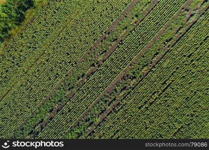 Aerial drone view of the stripped sunflower field