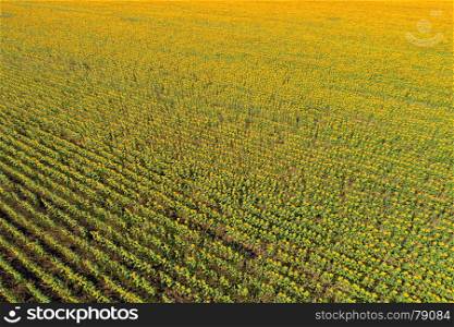 Aerial drone view of the sunflower field at sunset in perspective, bright yellow and green gradient