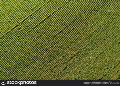 Aerial drone view of the sunflower field, green and yellow stripes