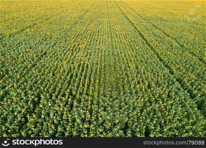 Aerial drone view of the sunflower field in perspective