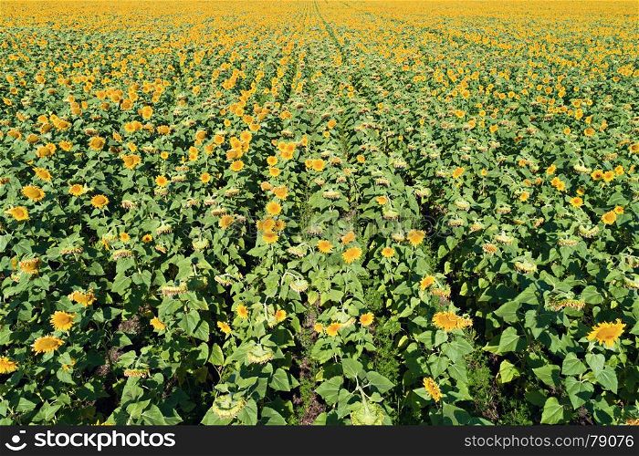 Aerial drone view of the sunflower field in perspective, bright yellow sunflowers looking in camera