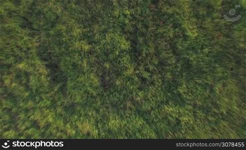 Aerial flight above the agricultural field with green grass, high speed moving background. Top view in day time at summer