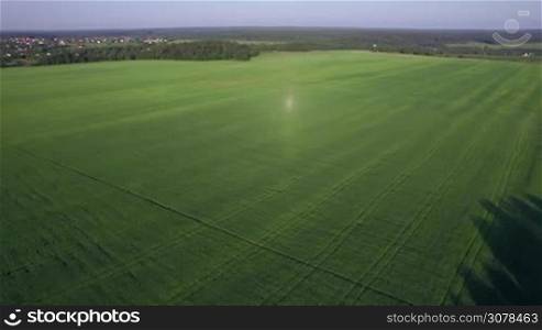 Aerial flight above the huge agricultural field with green grass and forests in day time at summer against horizon, Russia