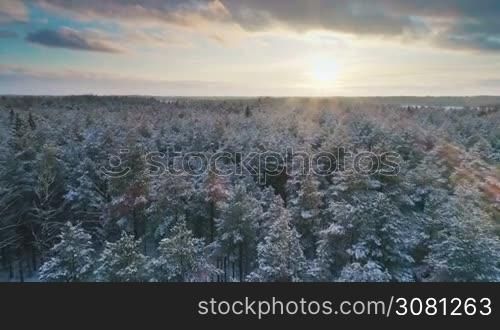 Aerial flight above winter forest on the christmas time in the northern country. The forest is covered with snow