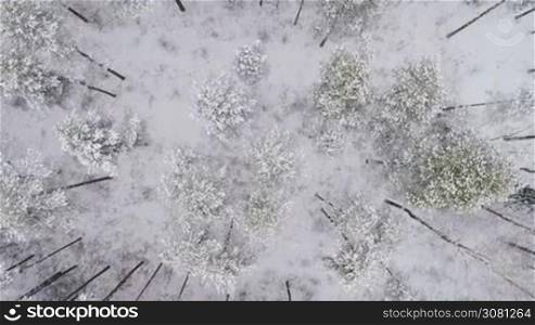 Aerial flight directly above winter forest in the northern country