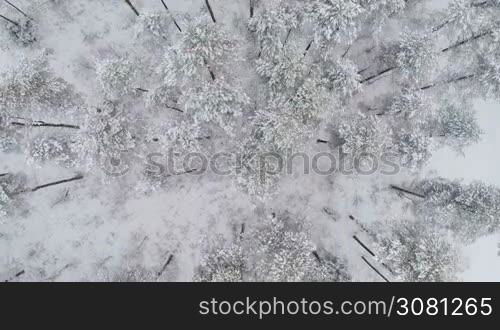 Aerial flight directly above winter forest in the northern country