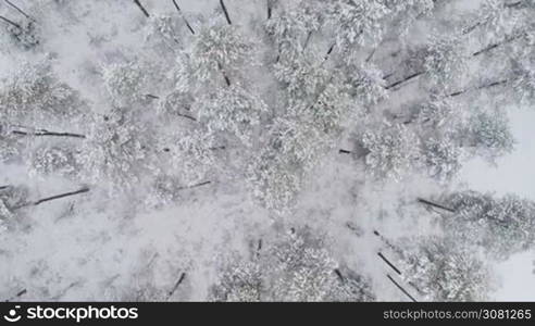 Aerial flight directly above winter forest in the northern country