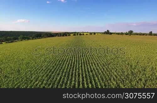 Aerial flight over corn field with blue sky.