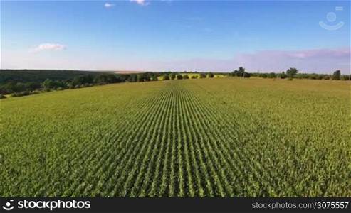Aerial flight over corn field with blue sky.