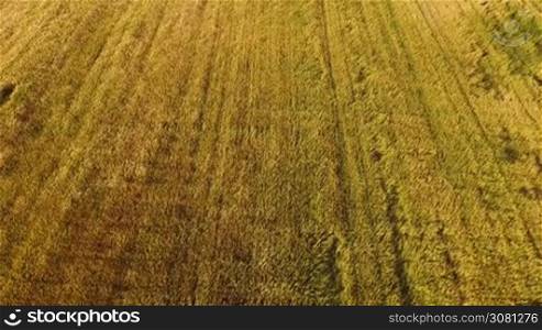 Aerial flight over the wheat field on the sunset in Italy, Tuscany