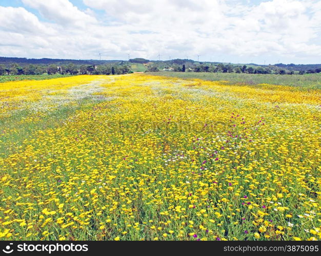 Aerial from blossoming field in spring in Portugal