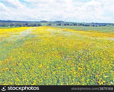 Aerial from blossoming field in spring in Portugal