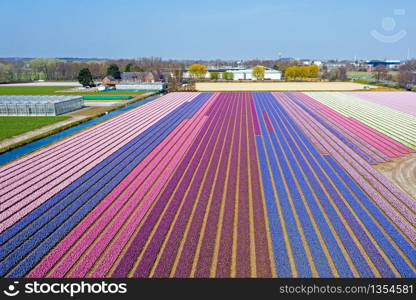 Aerial from blossoming hyacinth fields in the Netherlands