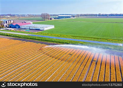 Aerial from blossoming tulip fields getting water sprinkled in the countryside from the Netherlands