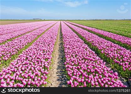 Aerial from blossoming tulip fields in the countryside from the Netherlands