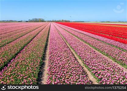 Aerial from blossoming tulip fields in the Netherlands