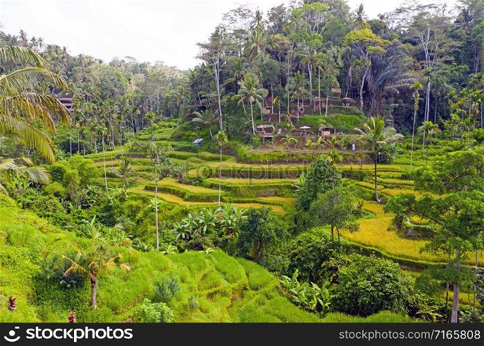 Aerial from jatiluweh rice terraces on Bali Indonesia