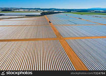Aerial from strawberry plants in the countryside from Portugal