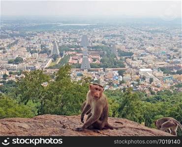 Aerial from the temple in Tiruvanamalai in India
