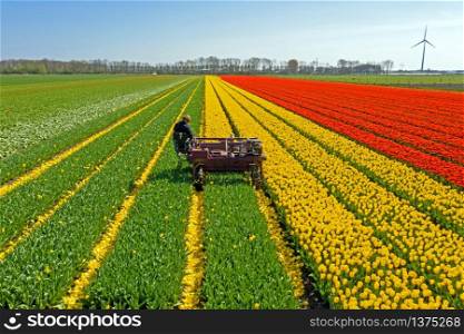 Aerial from topping tulips in the countryside from the Netherlands