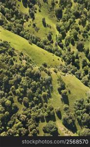 Aerial landscape with grassy pastures and trees.