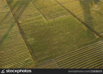 Aerial of agricultural cropland.