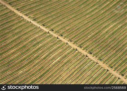Aerial of agricultural farmland with dirt road, USA.