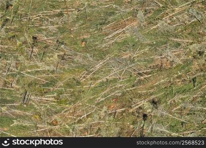 Aerial of clear cut landscape with cut trees on ground, USA.