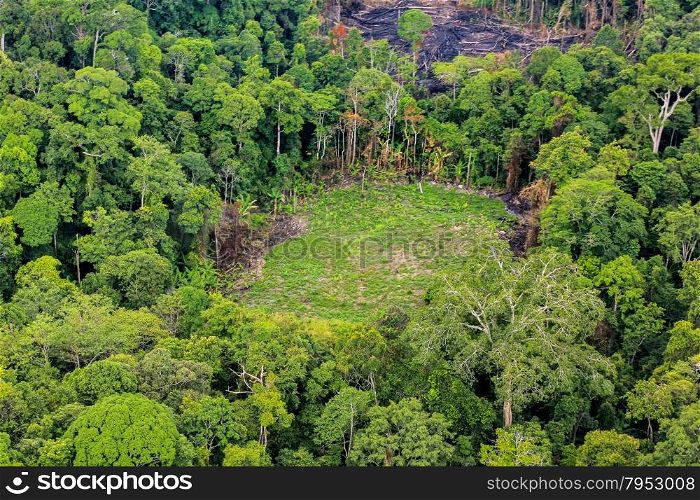 Aerial of cut trees on ground in rainforest