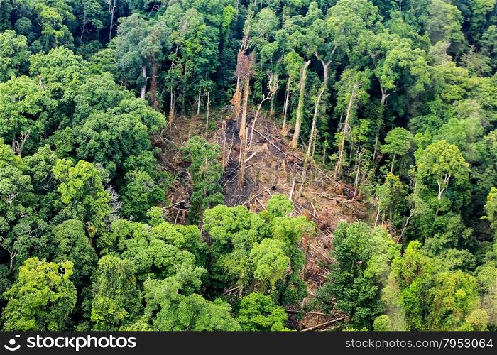 Aerial of cut trees on ground in rainforest
