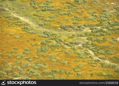 Aerial of green grassland and low growing shrubs with path in rural California, USA.