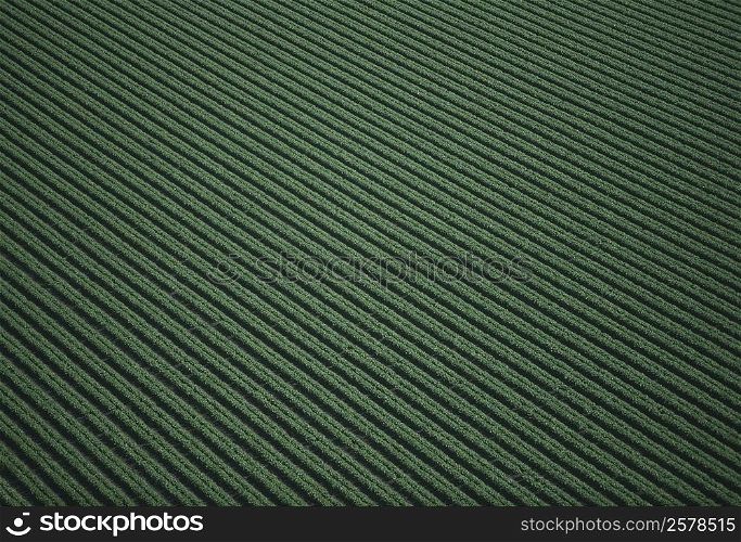 Aerial of green leaf lettuce field