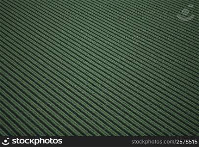 Aerial of green leaf lettuce field