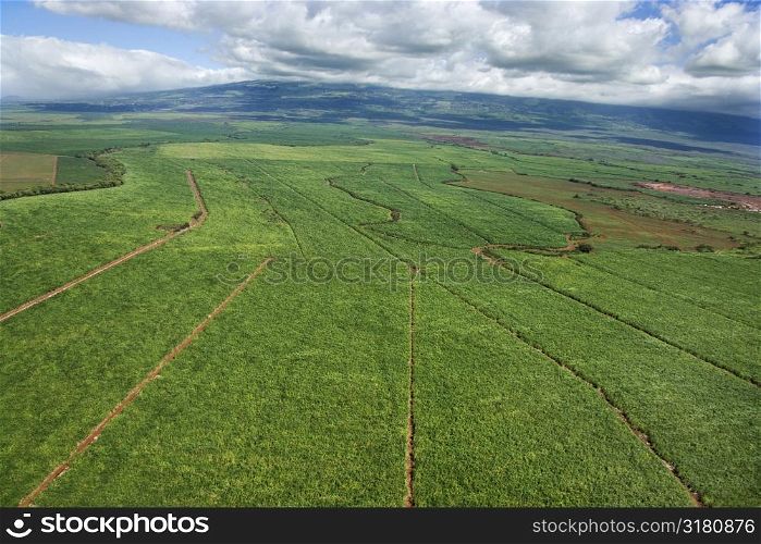 Aerial of irrigated cropland in Maui, Hawaii.