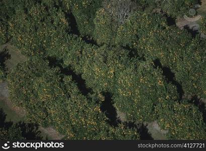 Aerial of orange groves, Florida