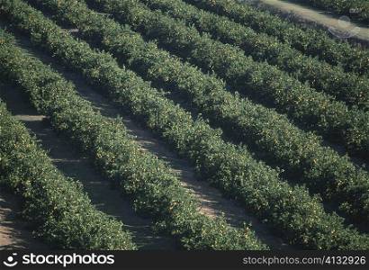 Aerial of orange groves, Florida