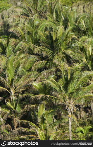 Aerial of palm trees on Maui, Hawaii.